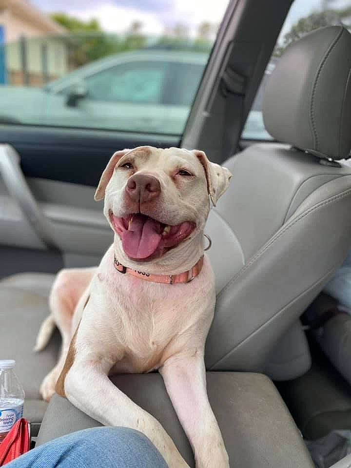 Lilly joined the competition — help win amazing prizes! auto_part, canidae, car, car_seat, carnivore, collar, companion_dog, dog, dog_breed, dog_collar, drinking_water, family_car, fawn, mineral_water, motor_vehicle, snout, sporting_group, vehicle, vehicle_door, window