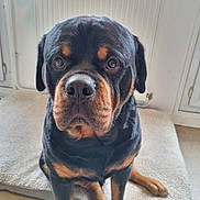 Ulysse participe au concours pour gagner de l'argent avec cette photo : rottweiler, dog, pet, indoor, dog_bed, canine, animal, brown_and_black, looking_at_camera, sitting, floor, ears, nose, fur, close_up, portrait, house, window, wall, domestic