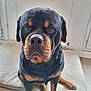 rottweiler, dog, pet, indoor, dog_bed, canine, animal, brown_and_black, looking_at_camera, sitting, floor, ears, nose, fur, close_up, portrait, house, window, wall, domestic
