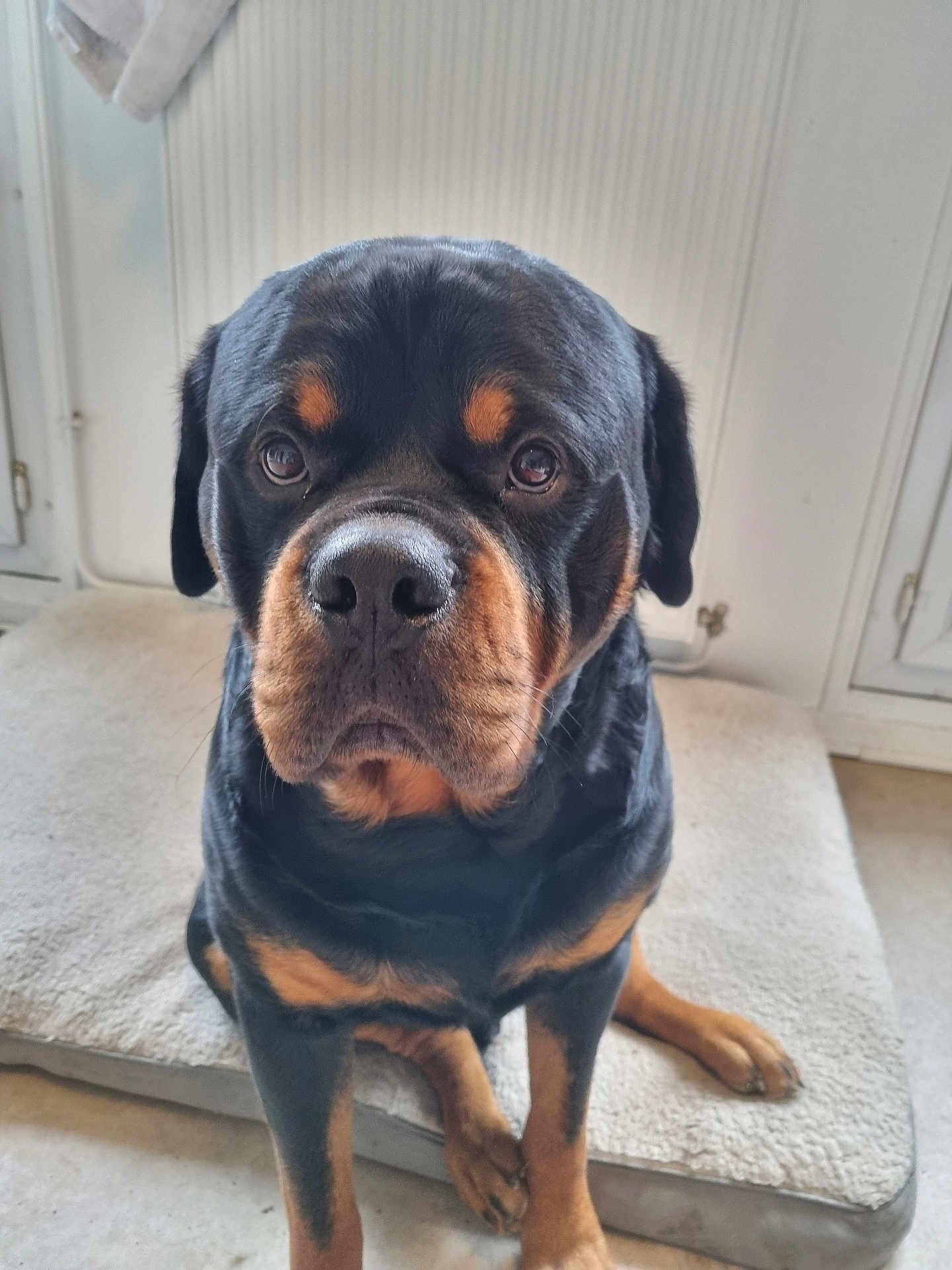 Ulysse participe au concours pour gagner de l'argent avec cette photo : rottweiler, dog, pet, indoor, dog_bed, canine, animal, brown_and_black, looking_at_camera, sitting, floor, ears, nose, fur, close_up, portrait, house, window, wall, domestic