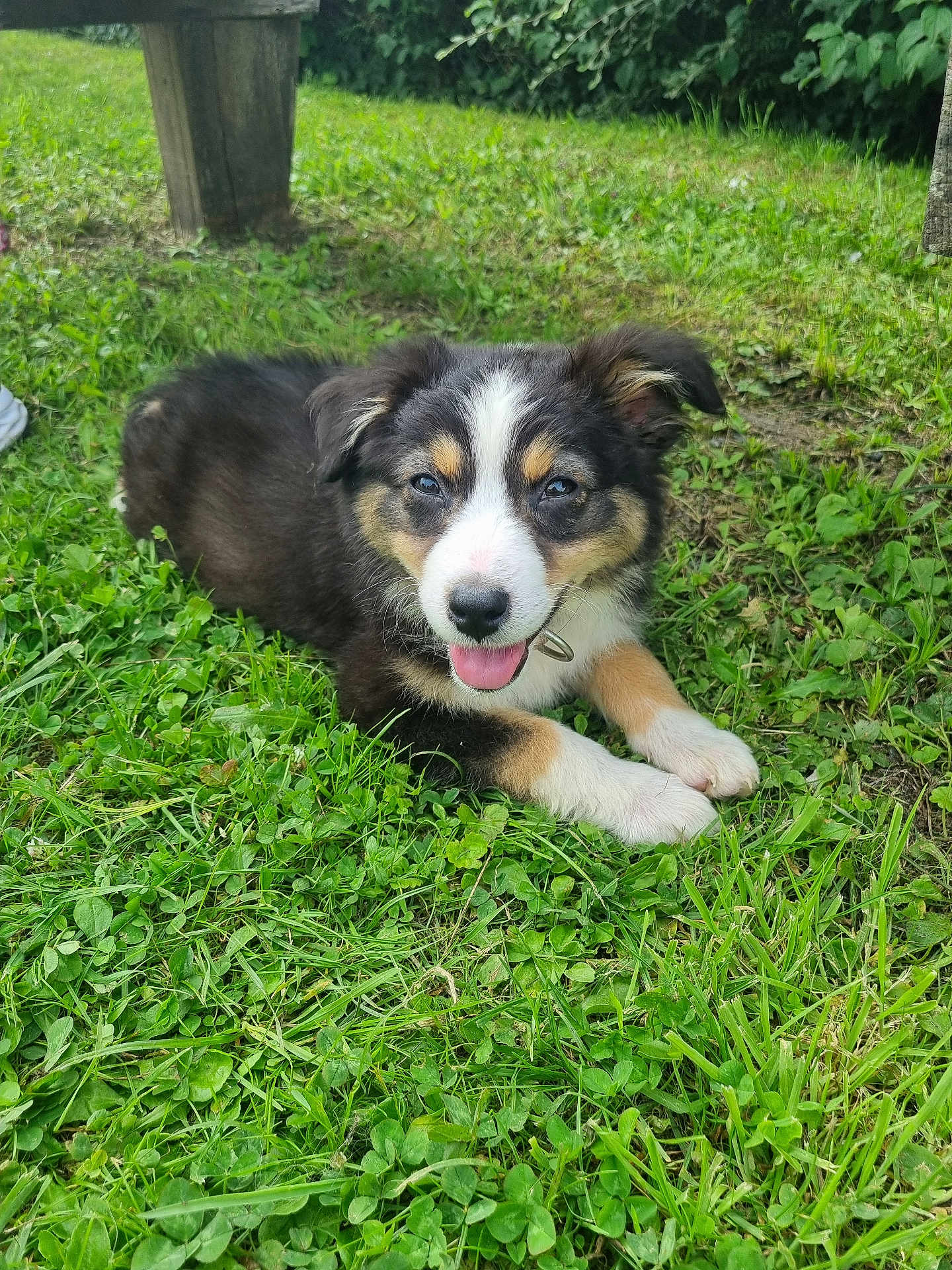 Aby a rejoint le concours — aidez-le/la à gagner de superbes lots ! puppy, dog, grass, outdoor, smiling, tricolor, playful, pet, animal, nature, greenery, tongue_out, cute, young, canine, fur, collar, relaxed, summer, daylight