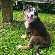 Aby a rejoint le concours — aidez-le/la à gagner de superbes lots ! puppy, dog, grass, outdoor, bench, greenery, happy, tongue_out, fur, pet, nature, animal, playful, young, sitting, canine, summer, sunlight, cute, smiling