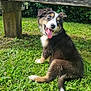 puppy, dog, grass, outdoor, bench, greenery, happy, tongue_out, fur, pet, nature, animal, playful, young, sitting, canine, summer, sunlight, cute, smiling