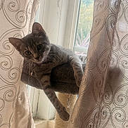 Sienna joined the competition — help win amazing prizes! cat, kitten, gray_tabby, pet, indoor, curtains, window, cat_perch, collar, bell, feline, playful, relaxed, home, cozy, fur, whiskers, animal, resting, curious