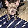 animal, brown, canine, chair, curious, dog, domestic_animal, ears, floor, flooring, furniture, home, indoor, laundry_basket, looking, pet, rug, striped, tile, tile_floor