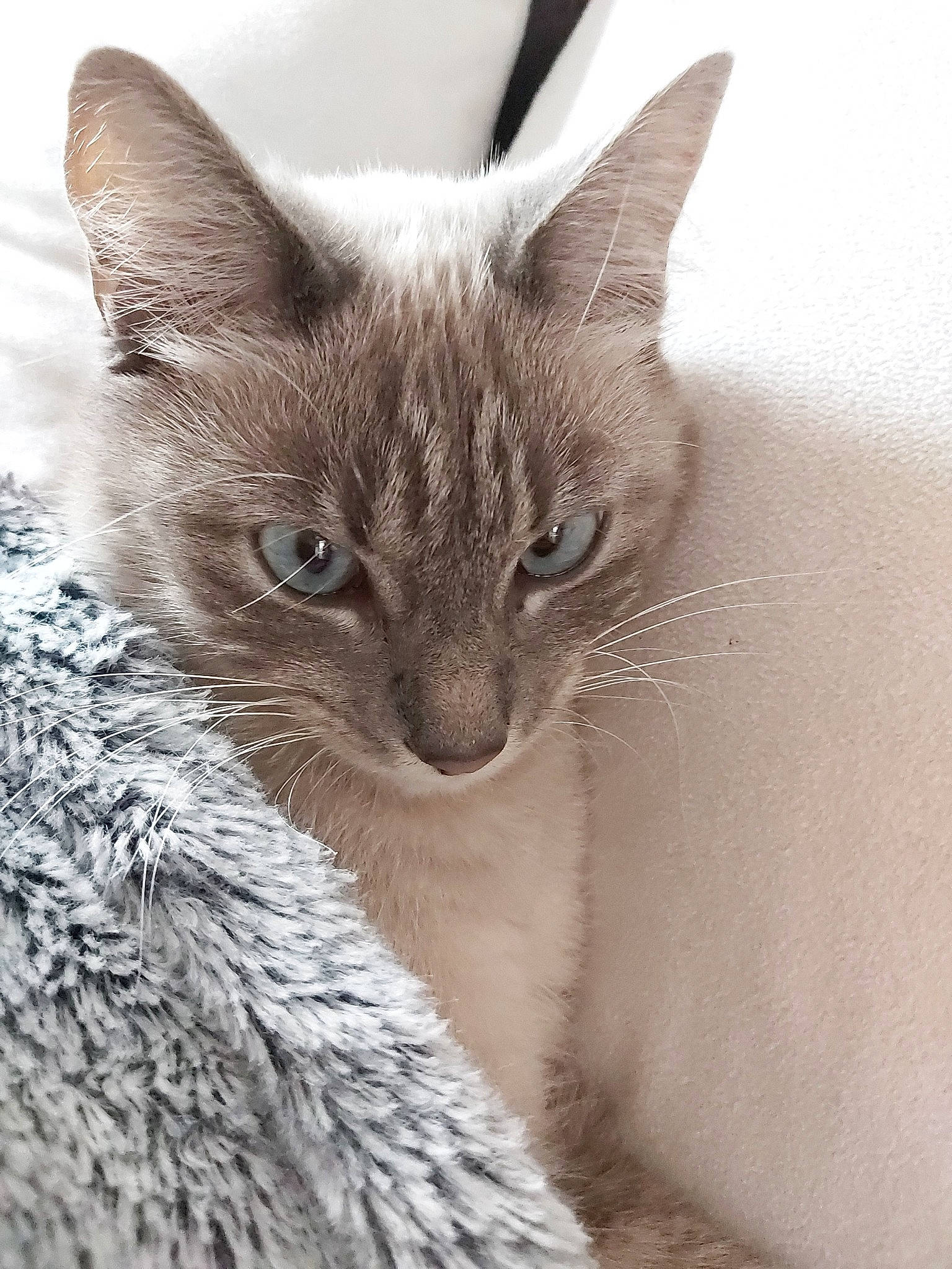 Omaha participe au concours pour gagner de l'argent avec cette photo : asian, balinese, burmese, carnivore, cat, colorpoint_shorthair, domestic_short_haired_cat, fawn, felidae, kitten, mammal, ojos_azules, ragdoll, siamese, small_to_medium_sized_cats, snout, thai, tonkinese, vertebrate, whiskers