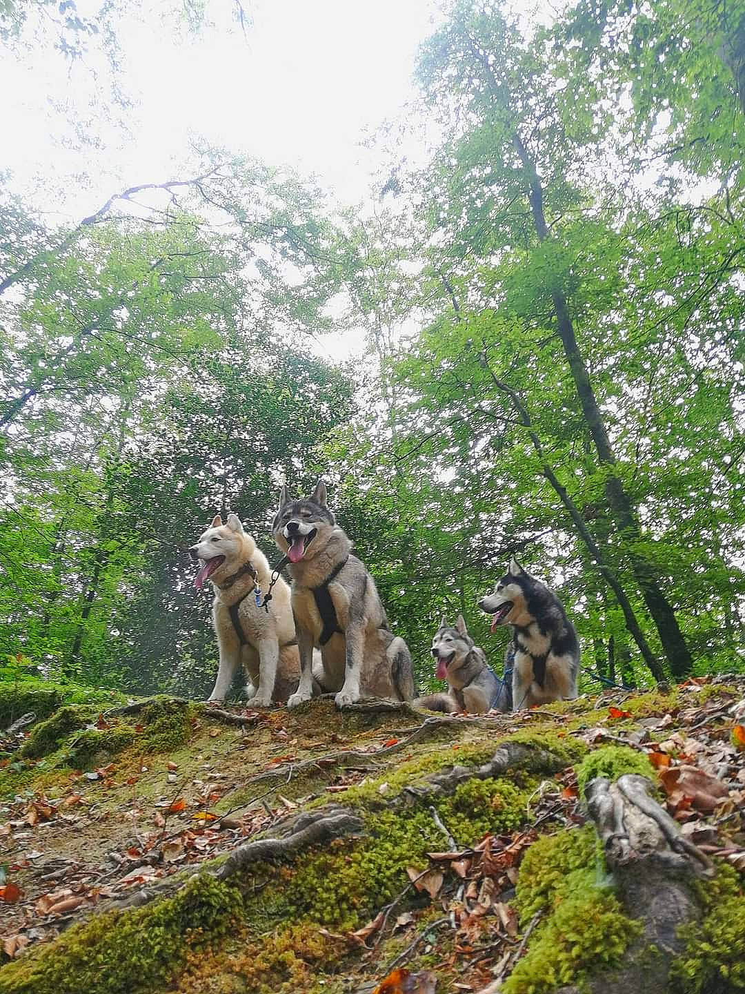 La Meute a rejoint le concours — aidez-le/la à gagner de superbes lots ! adventure, canidae, carnivore, forest, jungle, macaque, nature_reserve, old_growth_forest, primate, tree, wildlife, woodland