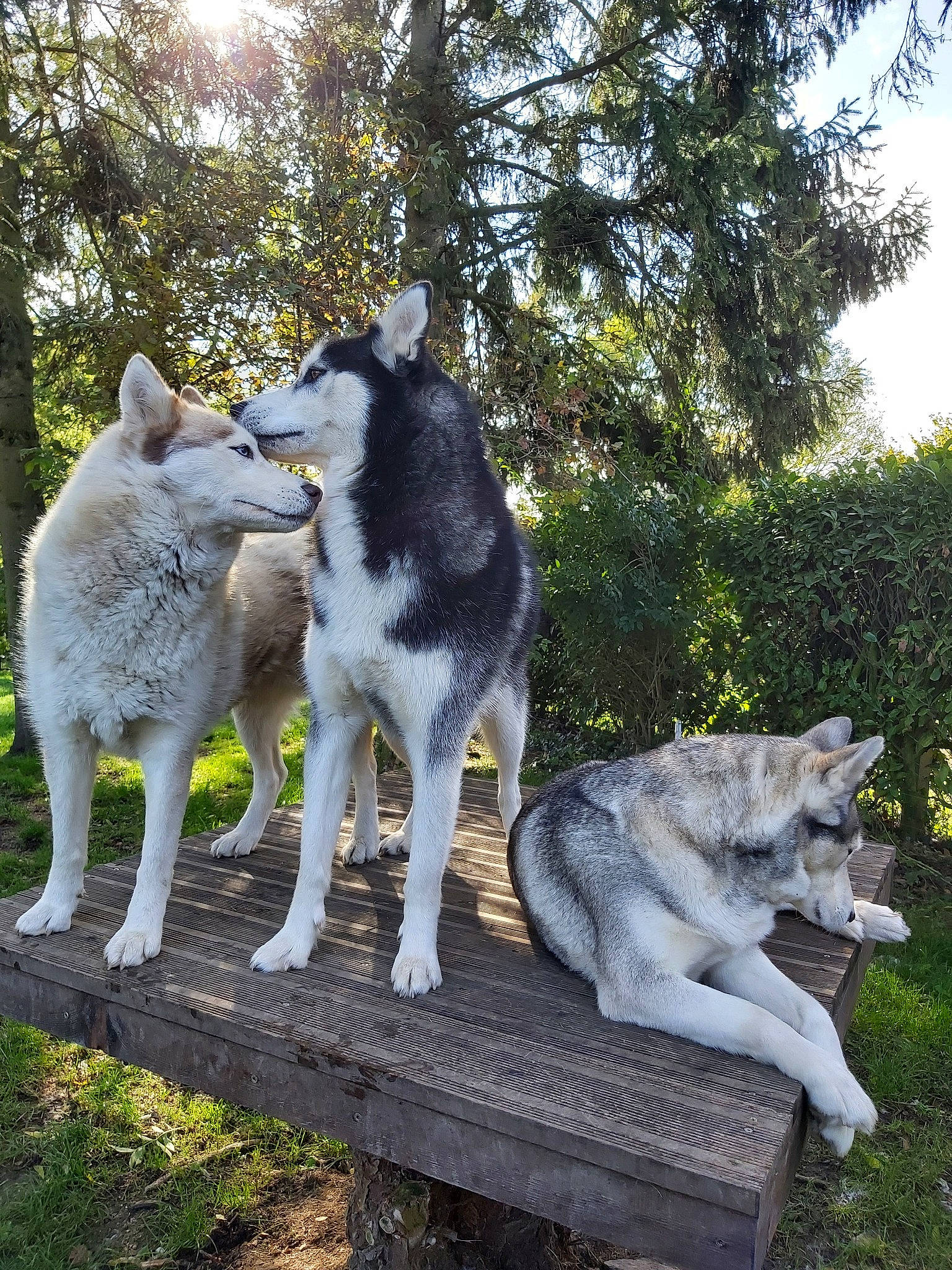 La Meute a rejoint le concours — aidez-le/la à gagner de superbes lots ! canidae, canis, canis_lupus_tundrarum, carnivore, czechoslovakian_wolfdog, dog, east_siberian_laika, jamthund, mammal, native_american_indian_dog, northern_inuit_dog, saarloos_wolfdog, sakhalin_husky, seppala_siberian_sleddog, siberian_husky, tamaskan_dog, vertebrate, west_siberian_laika, wolf, wolfdog