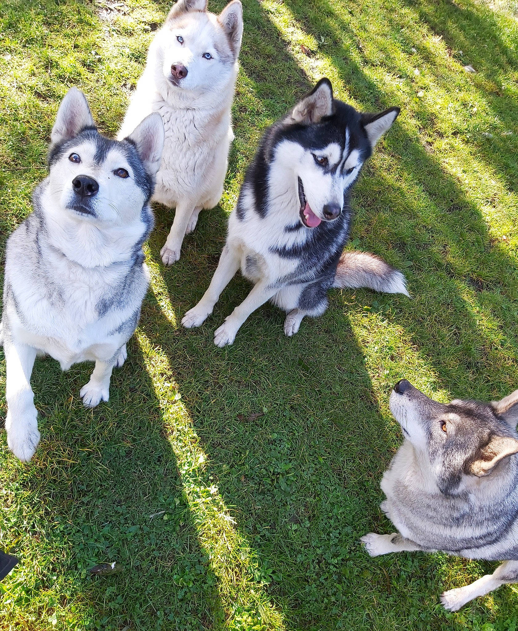 La Meute participe au concours pour gagner de l'argent avec cette photo : alaskan_klee_kai, alaskan_malamute, canidae, carnivore, dog, dog_breed, east_siberian_laika, grass, jamthund, mammal, northern_inuit_dog, norwegian_elkhound, saarloos_wolfdog, sakhalin_husky, siberian_husky, sled_dog, swedish_vallhund, tamaskan_dog, vertebrate, wolfdog