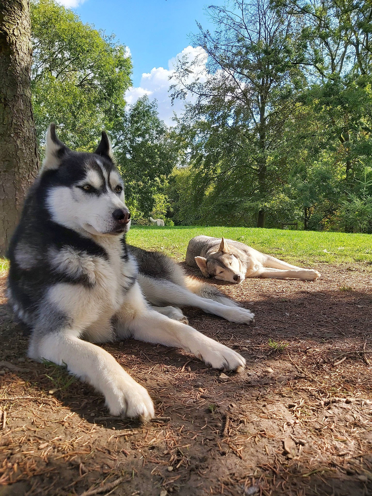 Nutak participe au concours pour gagner de l'argent avec cette photo : alaskan_klee_kai, alaskan_malamute, canadian_eskimo_dog, canidae, carnivore, dog, dog_breed, east_siberian_laika, greenland_dog, jamthund, mammal, native_american_indian_dog, northern_inuit_dog, sakhalin_husky, seppala_siberian_sleddog, siberian_husky, sled_dog, tree, vertebrate, wolfdog