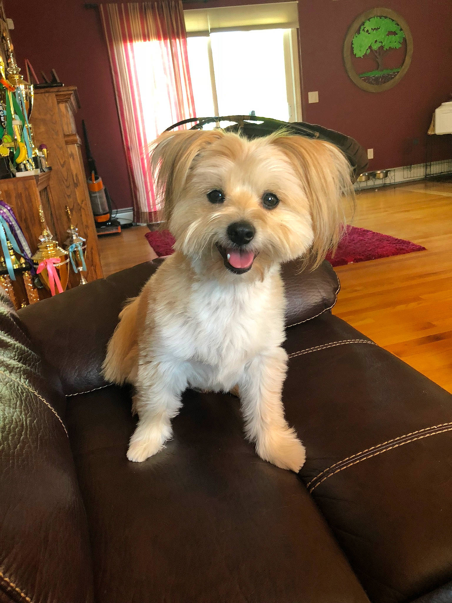 Shaggy is registered to the contest to win money with this photo: biewer_terrier, canidae, carnivore, companion_dog, coton_de_tulear, dog, dog_breed, havanese, lhasa_apso, maltepoo, maltese, mammal, morkie, puppy, shih_tzu, sporting_lucas_terrier, terrier, tibetan_terrier, vertebrate, west_highland_white_terrier