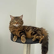 Aslan is registered to the contest to win money with this photo: animal, cat, cat_perch, claws, cute, domestic_cat, ears, feline, fluffy, fur, green_eyes, household, indoor, pet, relaxed, resting, tabby, tail, toy, whiskers