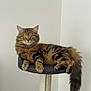 animal, cat, cat_perch, claws, cute, domestic_cat, ears, feline, fluffy, fur, green_eyes, household, indoor, pet, relaxed, resting, tabby, tail, toy, whiskers