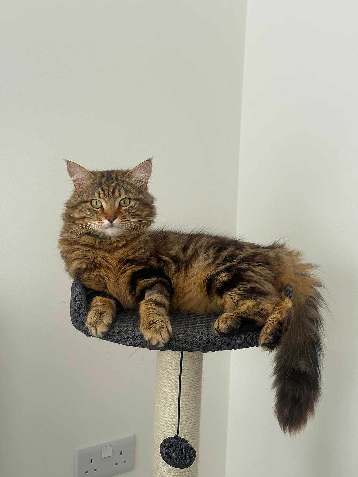 Aslan