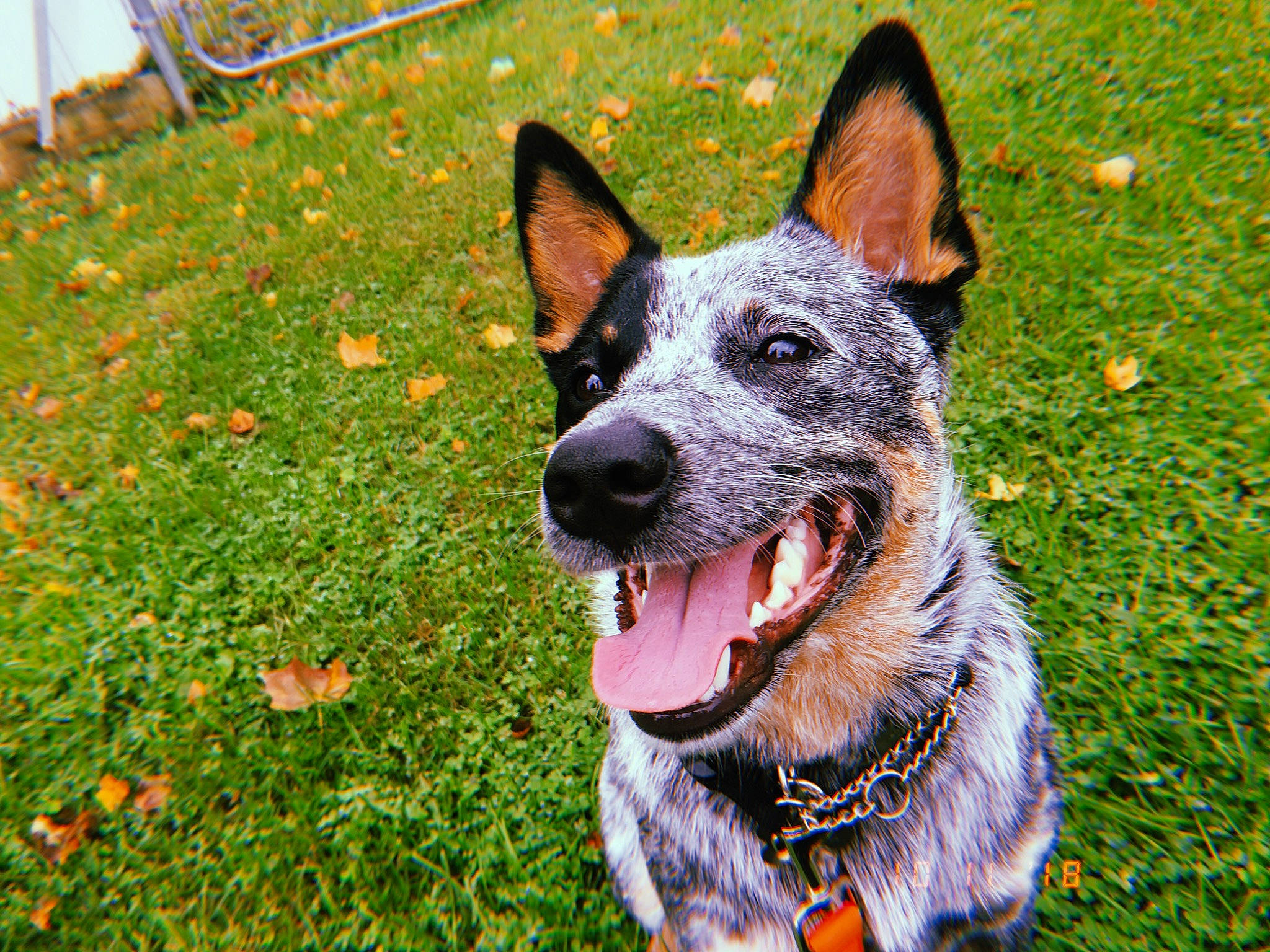Fritz joined the competition — help win amazing prizes! australian_cattle_dog, australian_stumpy_tail_cattle_dog, canidae, carnivore, dog, dog_breed, herding_dog, koolie, kunming_wolfdog, lancashire_heeler, mammal, rare_breed_dog, snout, texas_heeler, vertebrate, working_dog