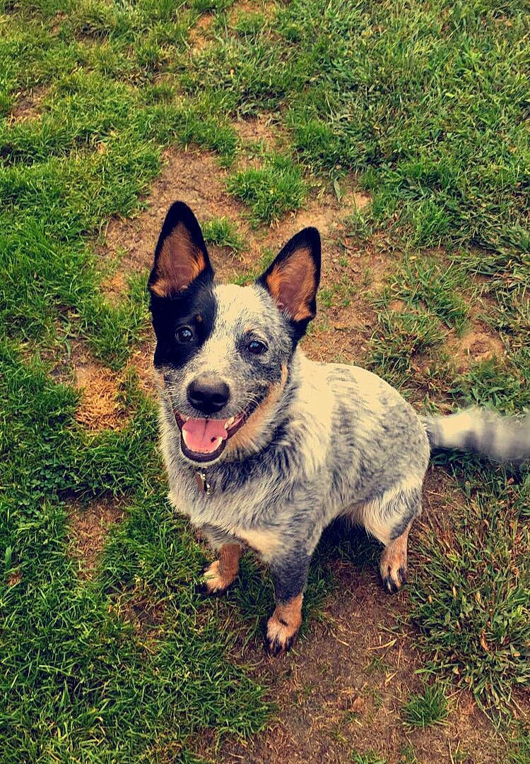 Fritz is registered to the contest to win money with this photo: australian_cattle_dog, australian_stumpy_tail_cattle_dog, canidae, carnivore, dog, dog_breed, grass, herding_dog, koolie, lancashire_heeler, mammal, plant, sky, swedish_vallhund, texas_heeler, vertebrate, welsh_corgi, working_dog