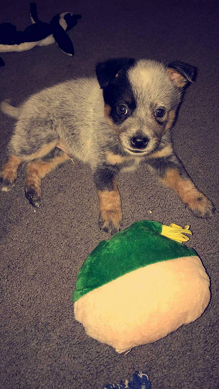 Fritz joined the competition — help win amazing prizes! ball, canidae, carnivore, chihuahua, companion_dog, dog, dog_breed, dog_toy, mammal, miniature_pinscher, puppy, tennis_ball, texas_heeler, toy_dog, vertebrate, working_dog