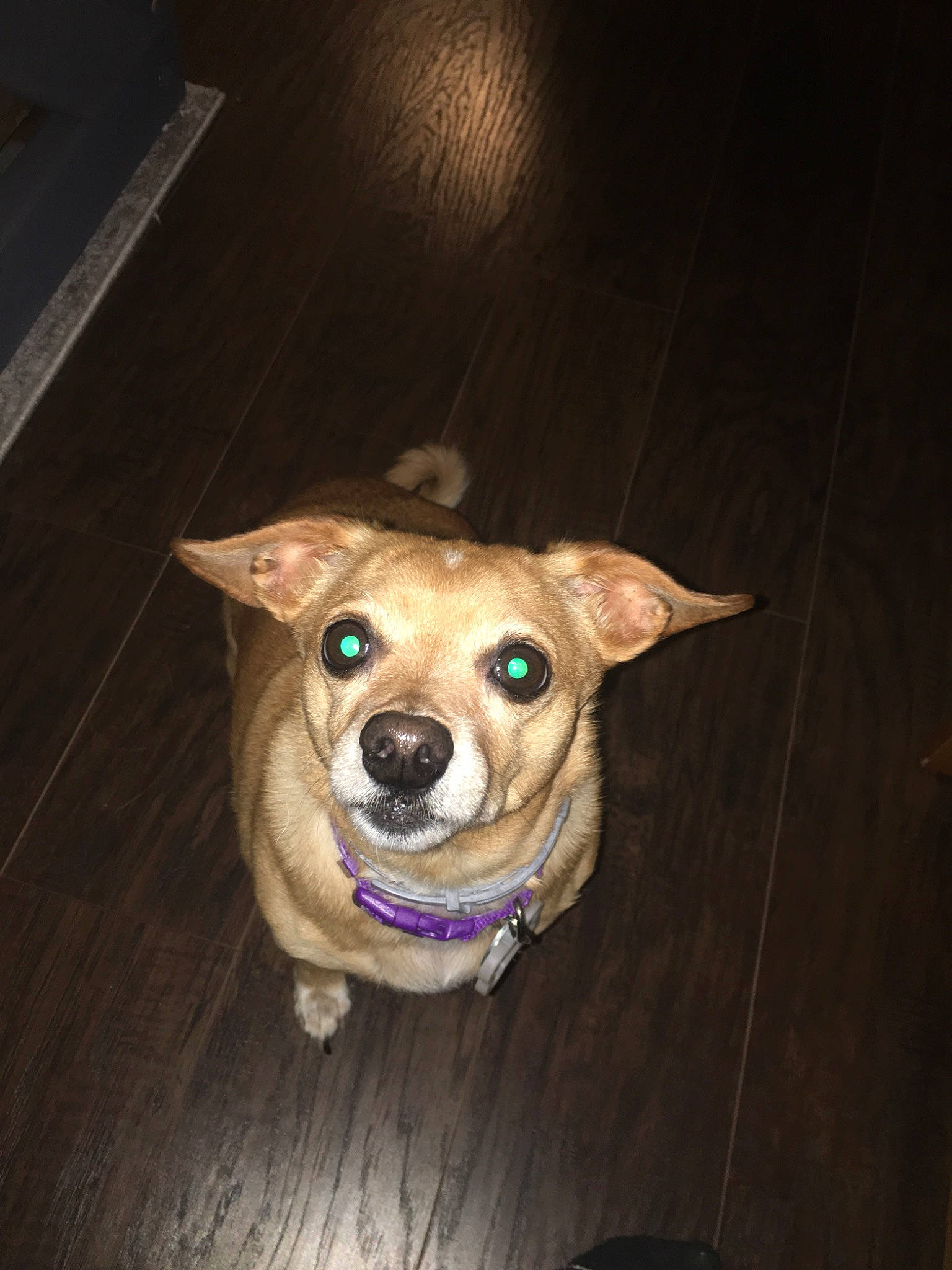 Zoey is registered to the contest to win money with this photo: canidae, carnivore, companion_dog, dog, dog_breed, ear, eye, fawn, feist, floor, mammal, nose, organ, puppy, snout, sporting_group, tongue, whiskers