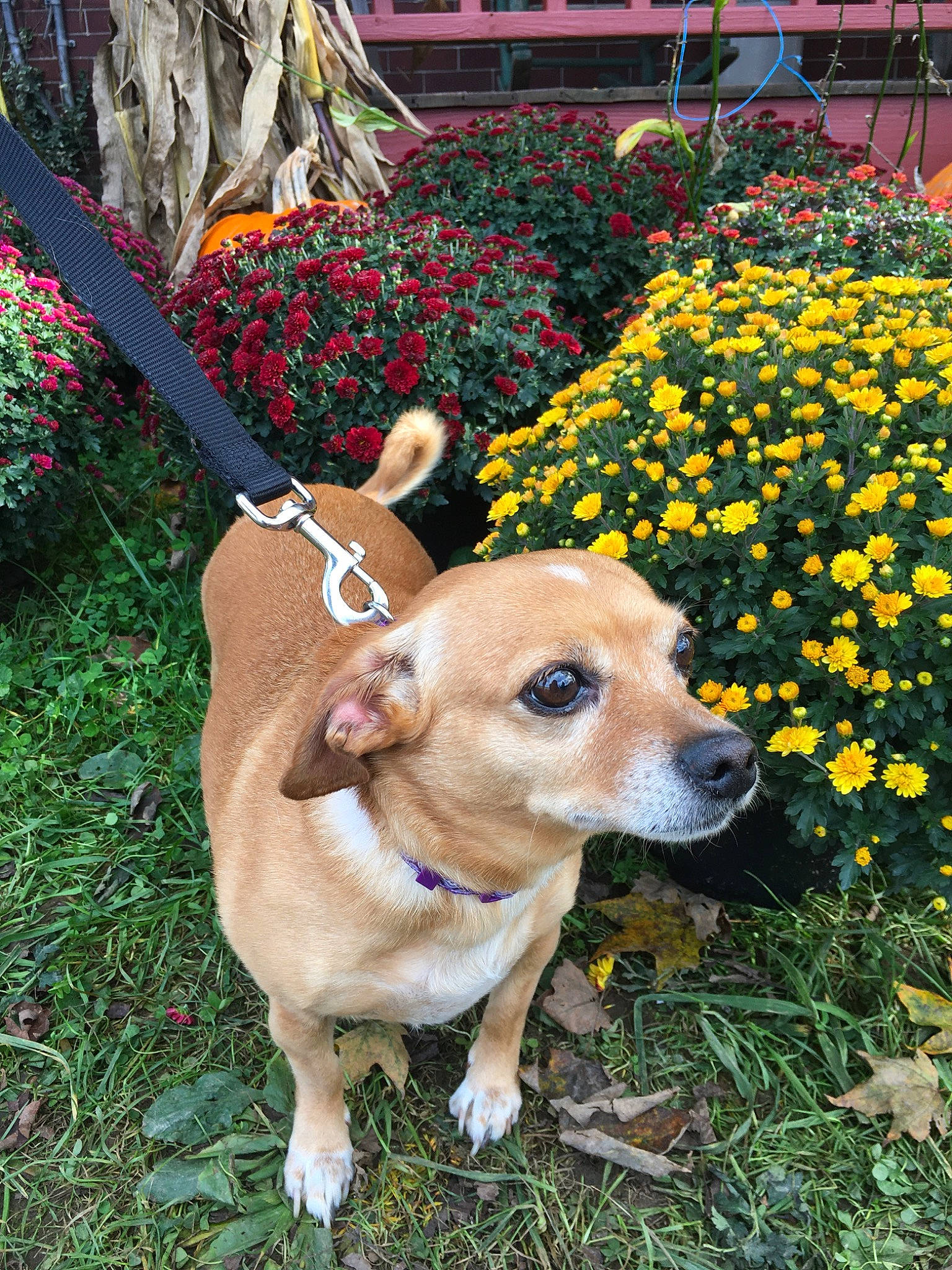 Zoey is registered to the contest to win money with this photo: canidae, carnivore, collar, companion_dog, corgi_chihuahua, dog, dog_breed, fawn, feist, flower, grass, mammal, plant, potcake_dog, puppy, snout, spring, tail, wildflower, yellow