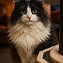 cat, long_hair, black_and_white, indoor, lamp, furniture, curious, pet, fluffy, close_up, portrait, whiskers, paws, cozy, household, animal, domestic, sitting, soft_light, eyes