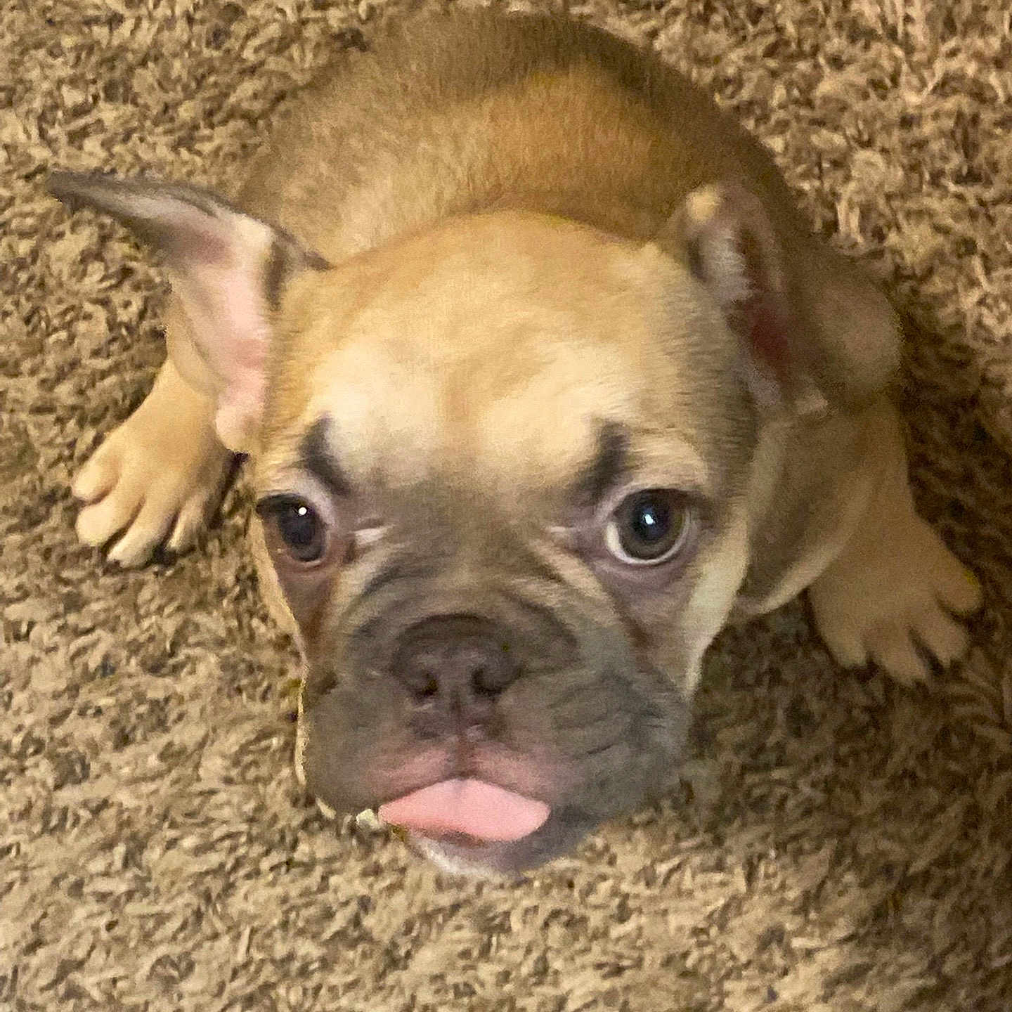 Princess is registered to the contest to win money with this photo: animal, bostonbull, boxer, bulldog, canine, dog, frenchbulldog, pet, pitbull, pug, puppy, snout