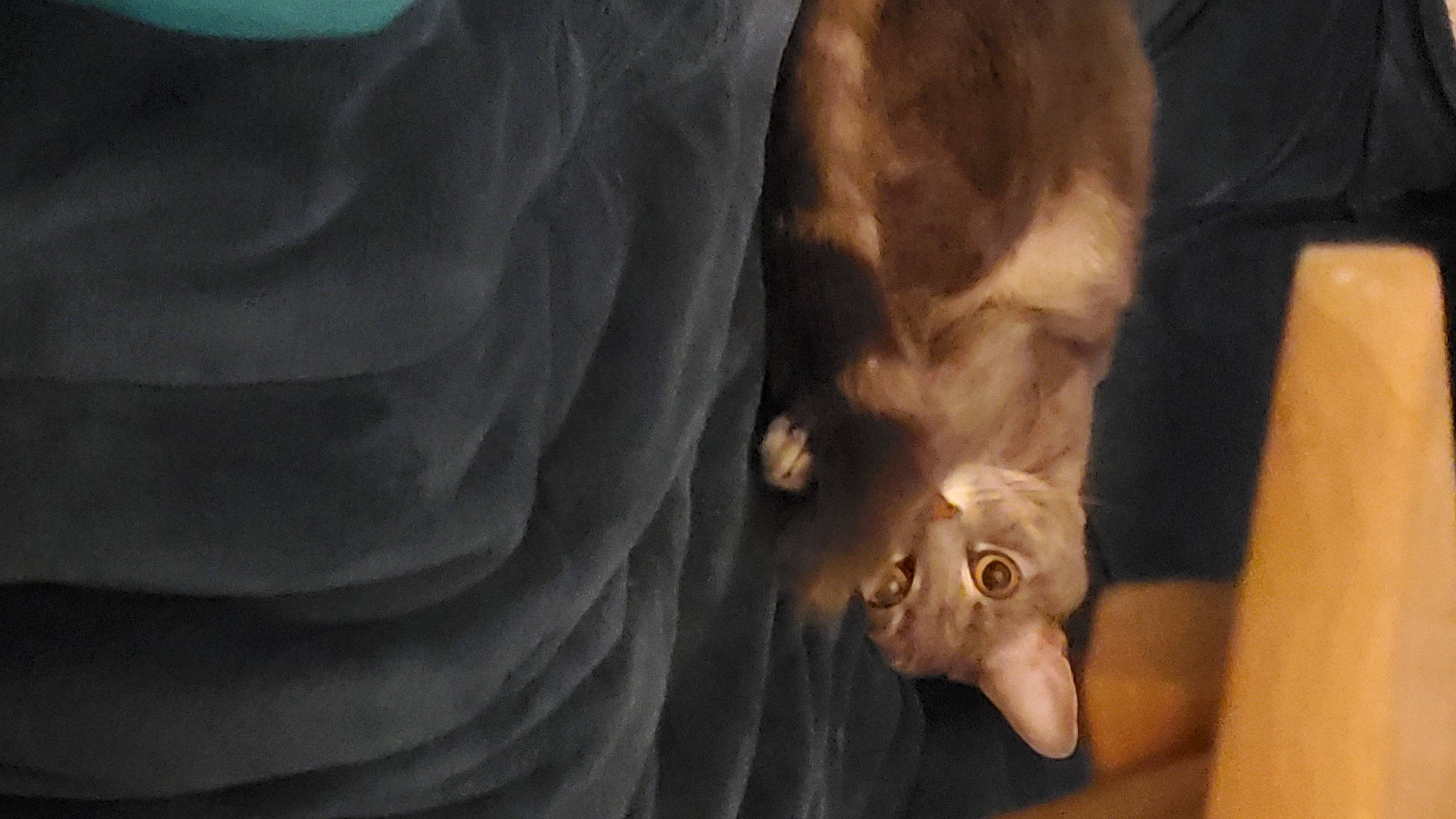 Annabelle joined the competition — help win amazing prizes! carnivore, companion_dog, dog_breed, eye, fawn, felidae, fur, human_body, human_leg, jaw, sculpture, small_to_medium_sized_cats, snout, sporting_group, tail, terrestrial_animal, whiskers, wildlife, wood, working_animal