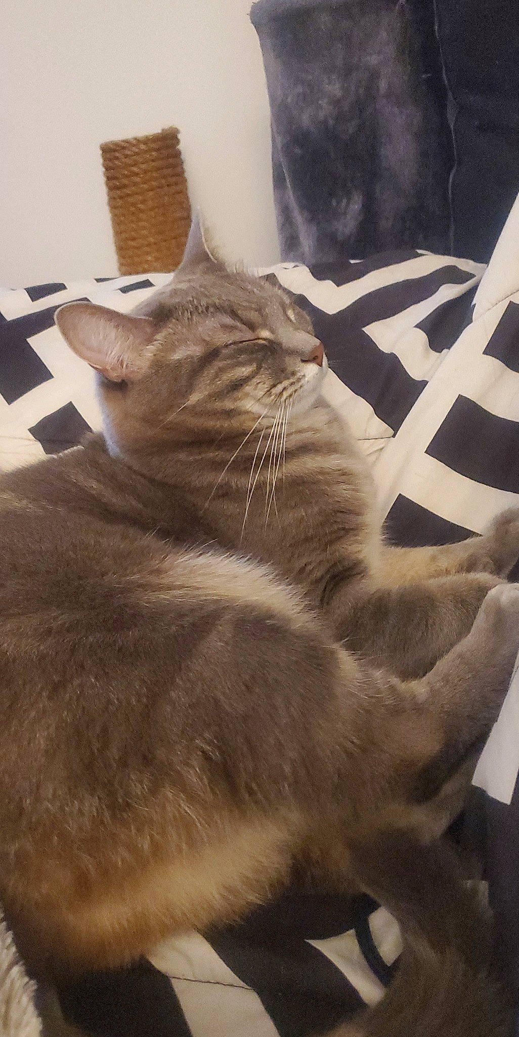 Annabelle joined the competition — help win amazing prizes! carnivore, cat, claw, comfort, domestic_short_haired_cat, felidae, flooring, fur, grey, human_leg, linens, metal, nap, paw, sitting, small_to_medium_sized_cats, snout, tail, whiskers, window