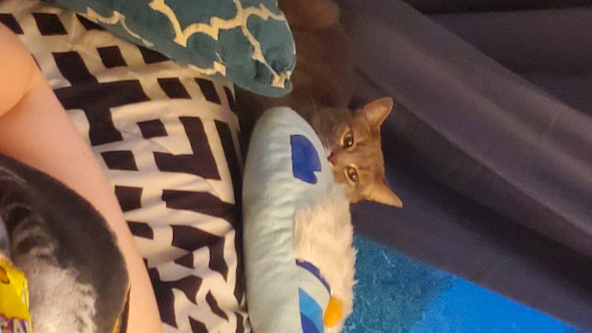 Annabelle is registered to the contest to win money with this photo: carmine, carnivore, cat, domestic_short_haired_cat, electric_blue, fawn, felidae, foot, fur, human_leg, linens, pattern, paw, room, small_to_medium_sized_cats, snout, tail, tree, whiskers, wood