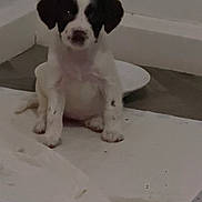 Princess joined the competition — help win amazing prizes! puppy, dog, white, black, sitting, floor, indoor, corner, pet, animal, young, cute, fur, small, pad, background, wall, alone, looking, domestic