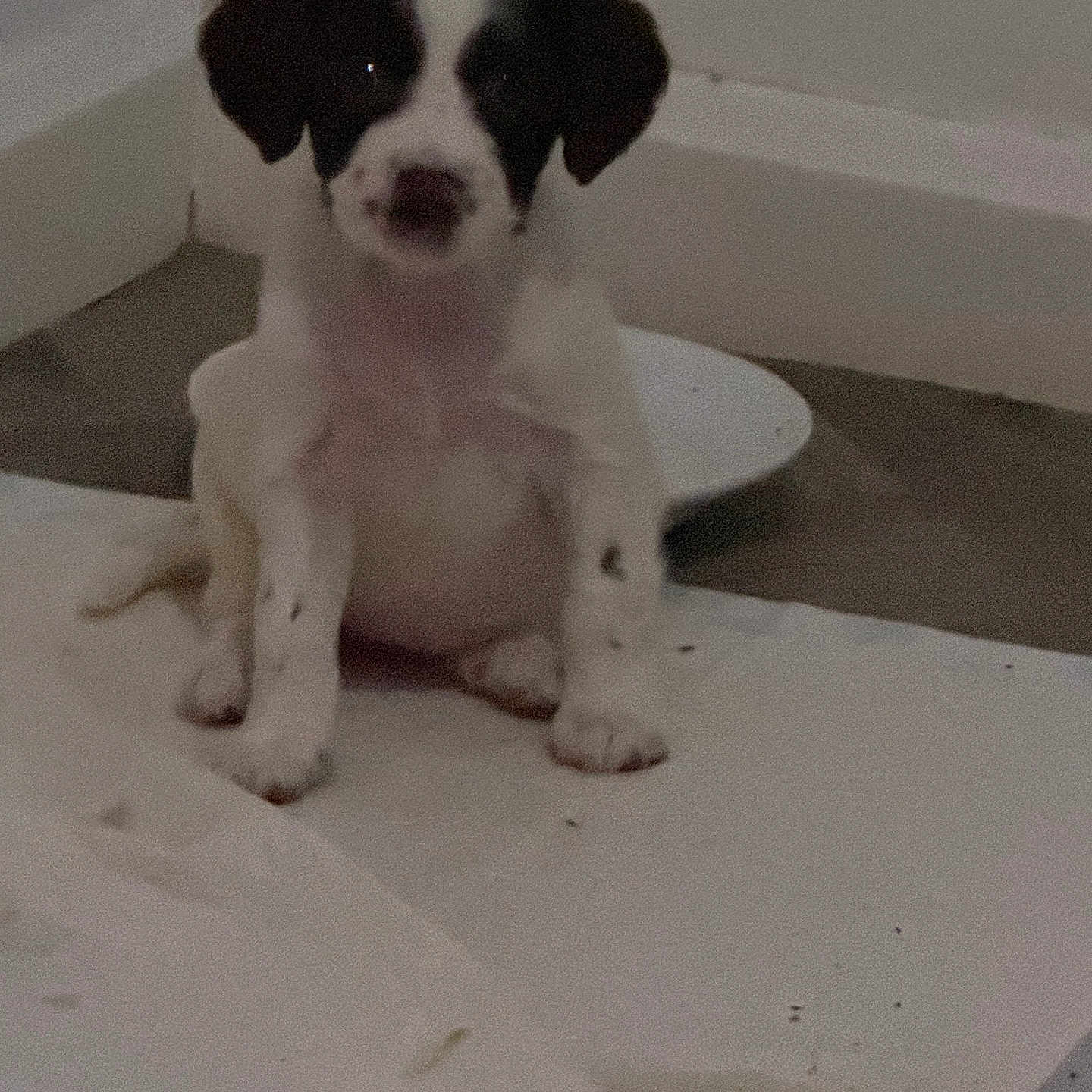 Princess joined the competition — help win amazing prizes! alone, animal, background, black, corner, cute, dog, domestic, floor, fur, indoor, looking, pad, pet, puppy, sitting, small, wall, white, young