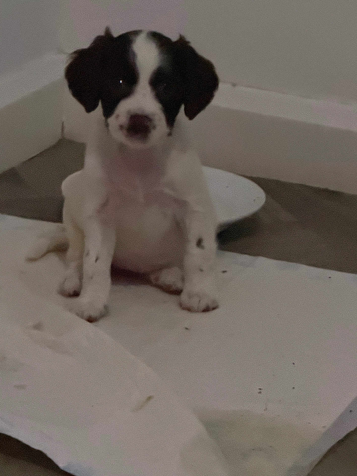 Princess joined the competition — help win amazing prizes! puppy, dog, white, black, sitting, floor, indoor, corner, pet, animal, young, cute, fur, small, pad, background, wall, alone, looking, domestic