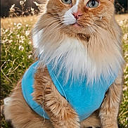 Carlos Santana joined the competition — help win amazing prizes! cat, orange_cat, white_fur, fluffy, blue_shirt, outdoor, meadow, daisies, sunlight, grass, nature, animal, pet, portrait, sitting, closeup, daylight, tree, background_blur, cute