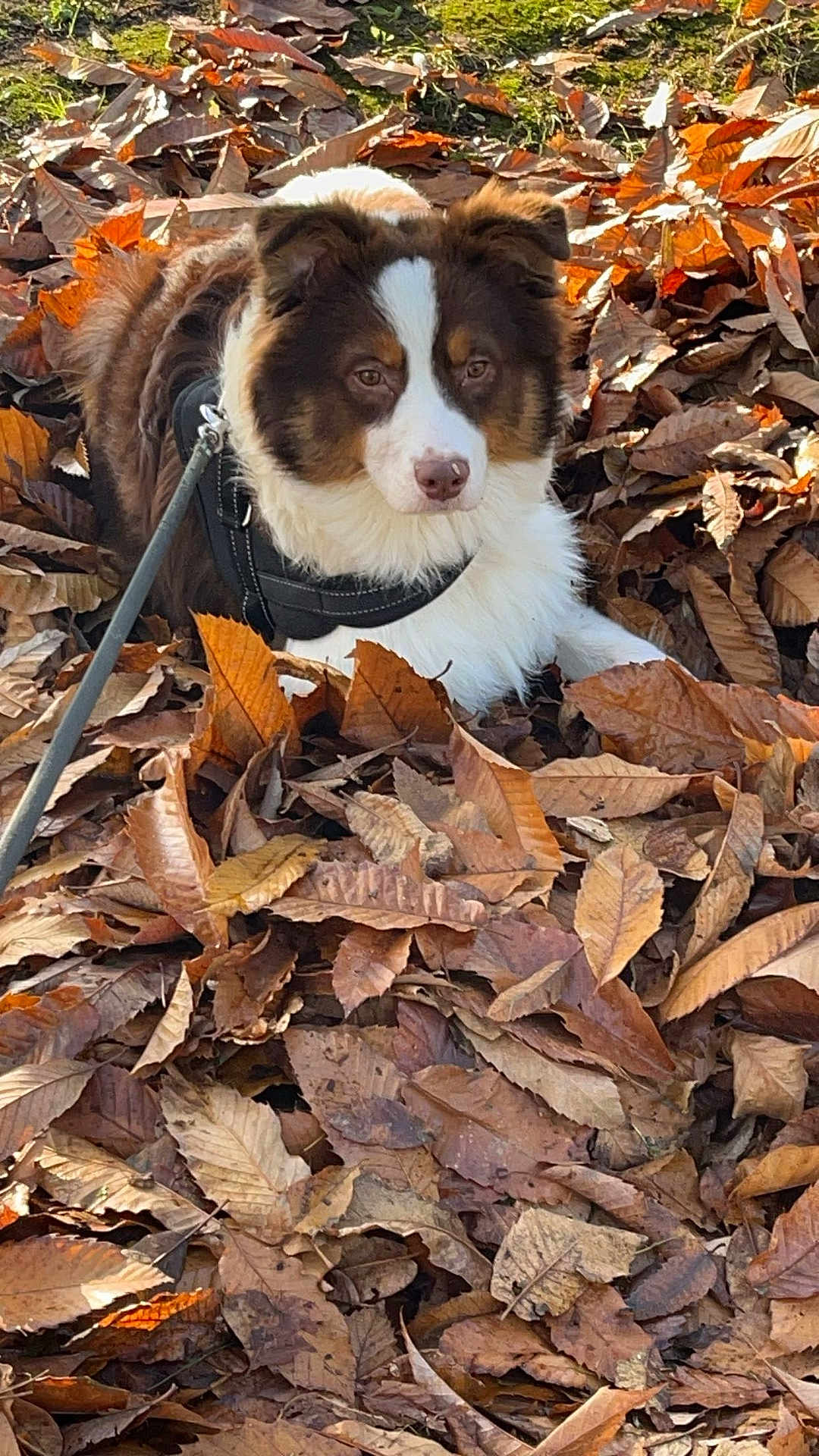Rio a rejoint le concours — aidez-le/la à gagner de superbes lots ! accessories, animal, canine, dog, face, head, hound, leaf, leash, outdoors, person, pet, photography, plant, portrait, puppy, rock, strap, tree, vegetation