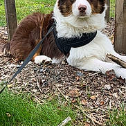 Rio a rejoint le concours — aidez-le/la à gagner de superbes lots ! accessories, animal, backyard, canine, dog, face, grass, head, nature, outdoors, person, pet, photography, plant, portrait, puppy, soil, strap, vegetation, yard