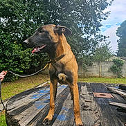 Stella is registered to the contest to win money with this photo: dog, leash, wooden_table, outdoor, grass, trees, fence, sky, clouds, person_hand, collar, animal, canine, nature, yard, pet, brown_dog, black_muzzle, standing, daylight