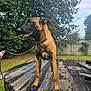 dog, leash, wooden_table, outdoor, grass, trees, fence, sky, clouds, person_hand, collar, animal, canine, nature, yard, pet, brown_dog, black_muzzle, standing, daylight