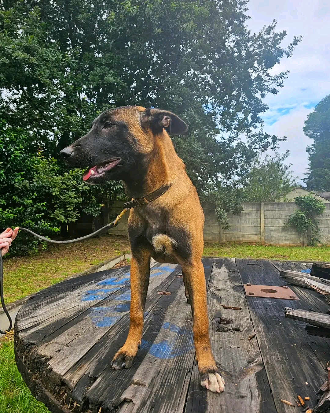 Stella