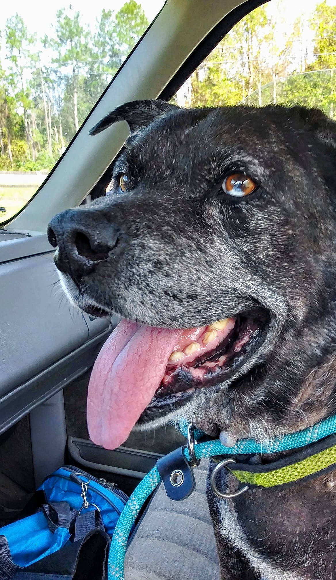 Cooper joined the competition — help win amazing prizes! automotive_exterior, automotive_mirror, blue, car, carnivore, collar, companion_dog, dog, dog_breed, dog_collar, fawn, gun_dog, motor_vehicle, plant, snout, sporting_group, tree, vehicle, vehicle_door, working_animal