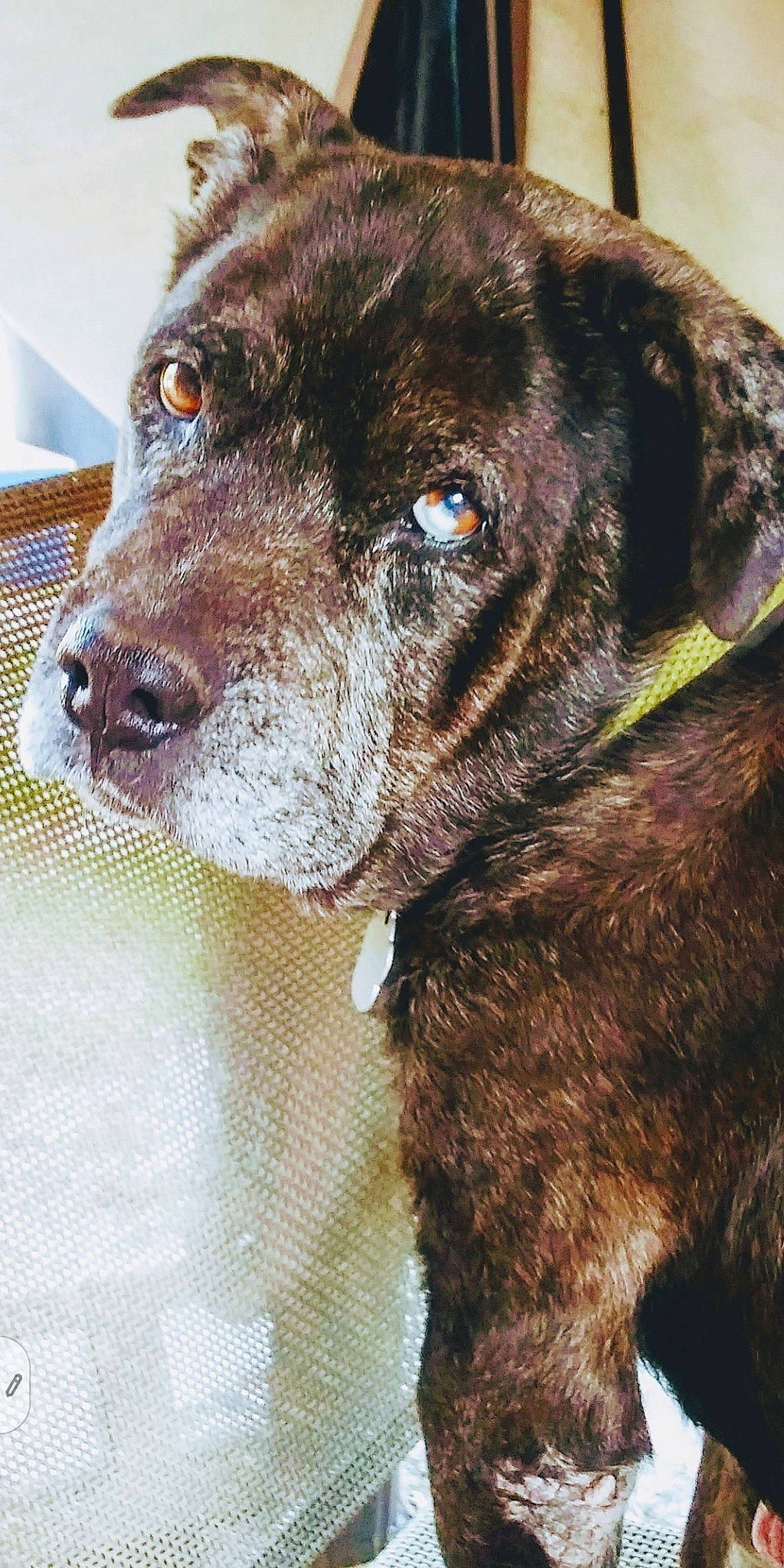 Cooper joined the competition — help win amazing prizes! borador, canidae, carnivore, collar, companion_dog, dog, dog_breed, dog_collar, fawn, fur, gun_dog, liver, pet_supply, snout, sporting_group, terrestrial_animal, treeing_tennessee_brindle, whiskers, working_animal, working_dog