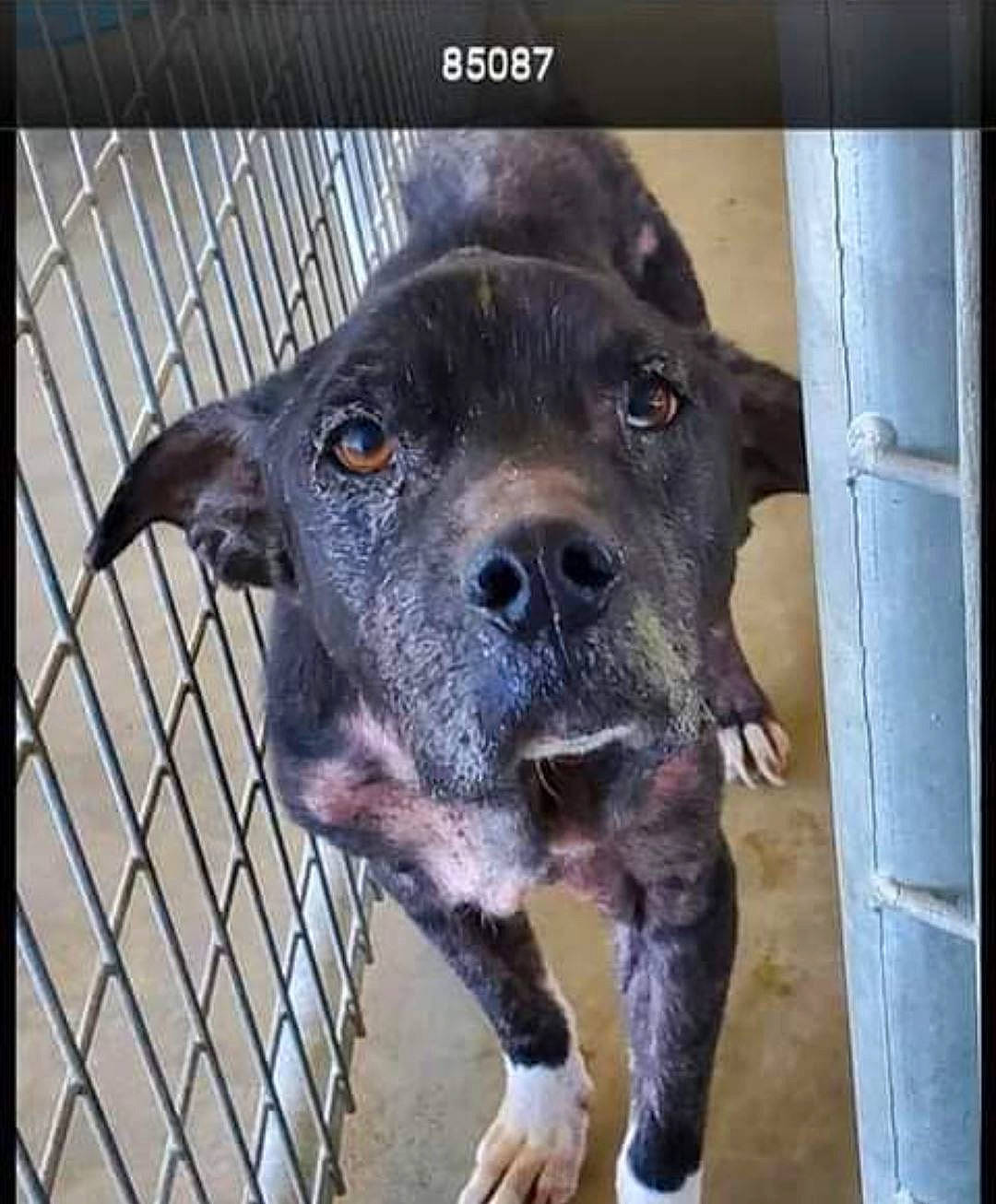 Cooper joined the competition — help win amazing prizes! borador, carnivore, collar, companion_dog, dog, dog_breed, dog_crate, electric_blue, fur, guard_dog, kennel, liver, metal, plant, rectangle, selfie, snout, terrestrial_animal, whiskers, working_animal