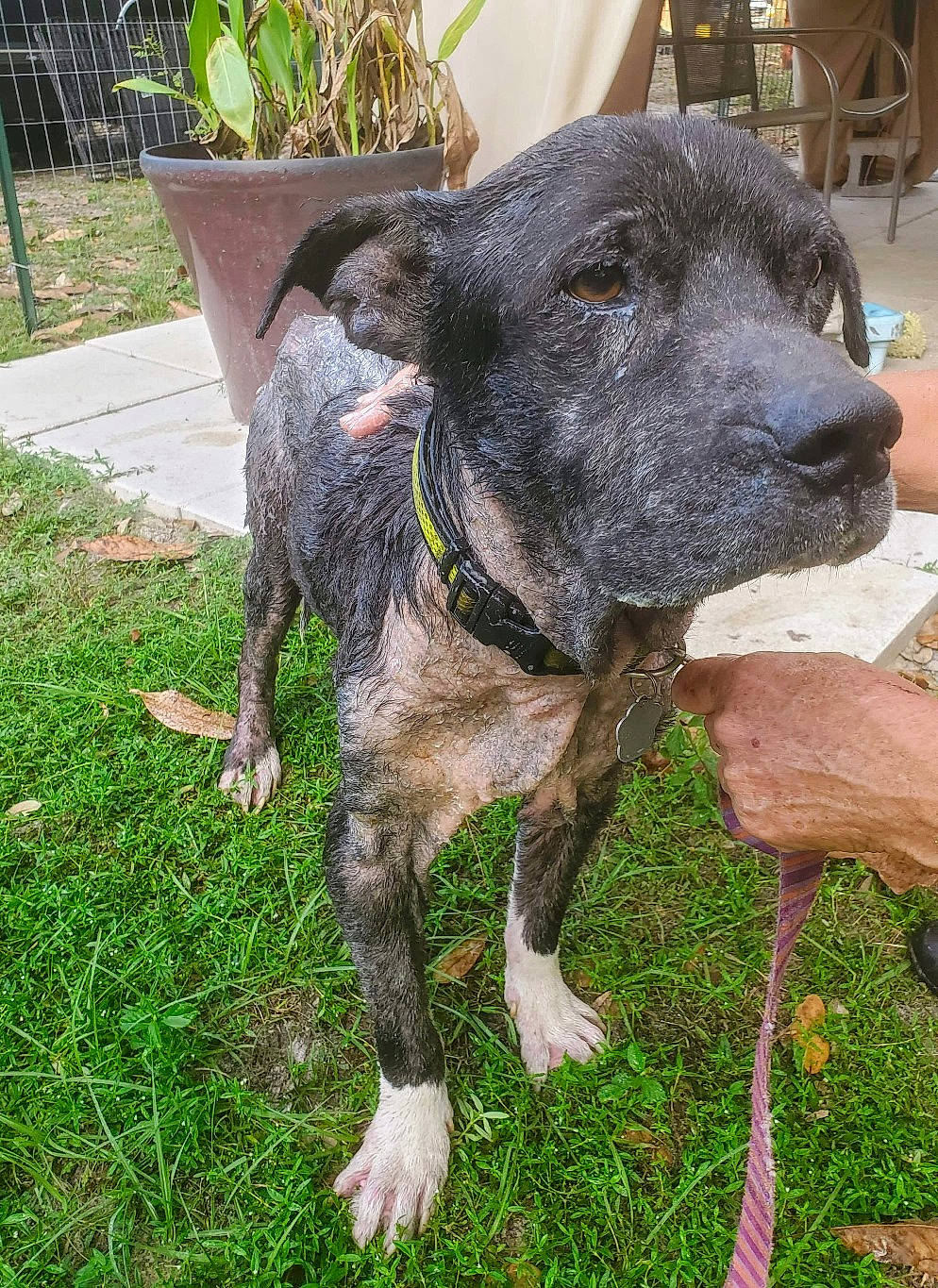 Cooper is registered to the contest to win money with this photo: annual_plant, canidae, carnivore, collar, companion_dog, dog, dog_breed, dog_collar, fawn, grass, groundcover, herb, pet_supply, plant, snout, sporting_group, tail, terrestrial_animal, whiskers, working_animal