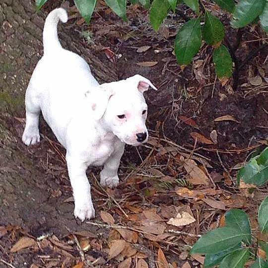 Polar