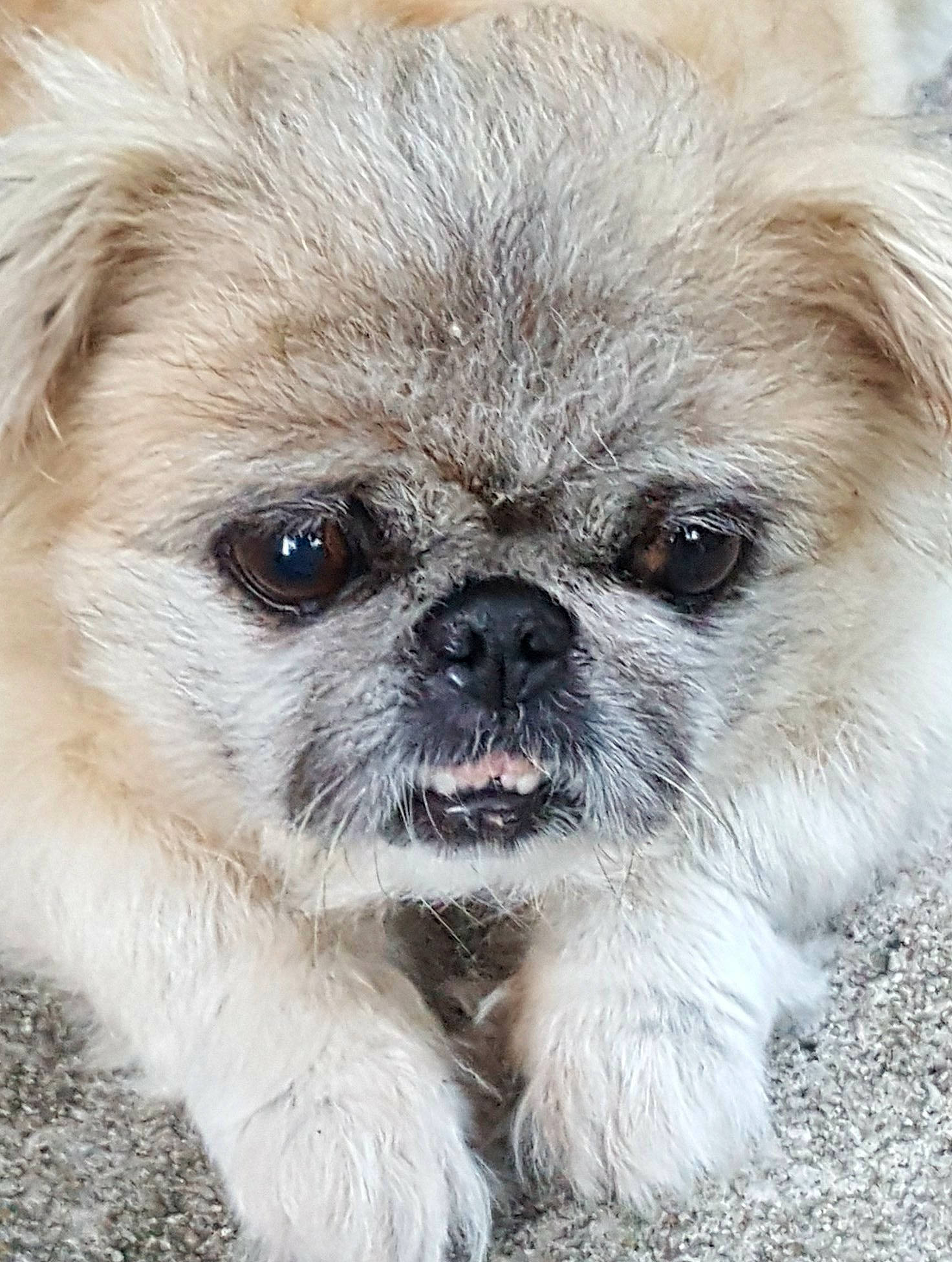 Diva is registered to the contest to win money with this photo: canidae, carnivore, close_up, companion_dog, dog, dog_breed, eye, fawn, fur, head, human_body, iris, liver, snout, sporting_group, terrestrial_animal, toy_dog, vertebrate, whiskers, working_animal