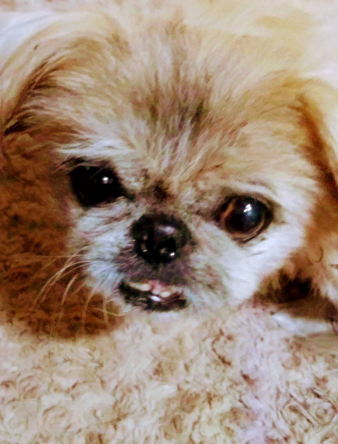 Diva joined the competition — help win amazing prizes! canidae, carnivore, close_up, companion_dog, dog, dog_breed, dog_supply, fawn, fur, liver, maltepoo, plant, puppy, puppy_love, snout, sporting_group, terrestrial_animal, toy_dog, whiskers, working_animal