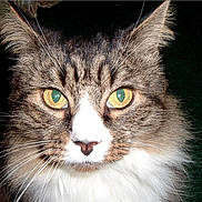 Buzz A. Bennett is registered to the contest to win money with this photo: cat, tabby, close_up, portrait, animal, pet, feline, whiskers, yellow_eyes, fluffy, fur, indoor, face, cute, domestic_cat, alert, mammal, looking, soft, nose