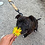 dog, black_dog, flower, yellow_flower, leash, hand, outdoor, gravel, curious, pet, animal, canine, sniffing, pavement, nature, playful, young_dog, close_up, daylight, human_hand