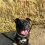 Naya a rejoint le concours — aidez-le/la à gagner de superbes lots ! dog, black_dog, happy, tongue_out, leash, outdoor, sunlight, grass, dirt_path, pet, canine, smiling, nature, summer, playful, closeup, animal, ears, walking, friendly