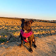 Naya a rejoint le concours — aidez-le/la à gagner de superbes lots ! alert, animal, black, brown, canine, cute, dirt_path, dog, field, harness, nature, outdoor, pet, portrait, sky, small_dog, summer, sunlight, sunset, walking
