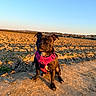 alert, animal, black, brown, canine, cute, dirt_path, dog, field, harness, nature, outdoor, pet, portrait, sky, small_dog, summer, sunlight, sunset, walking