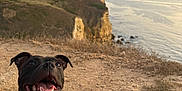 Naya participe au concours pour gagner de l'argent avec cette photo : dog, black_dog, collar, leash, outdoor, cliff, rocks, ocean, sunset, sky, nature, happy, pet, canine, landscape, ground, smiling, animal, coast, scenic